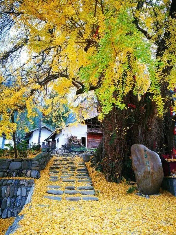 凤仪村的银杏古树