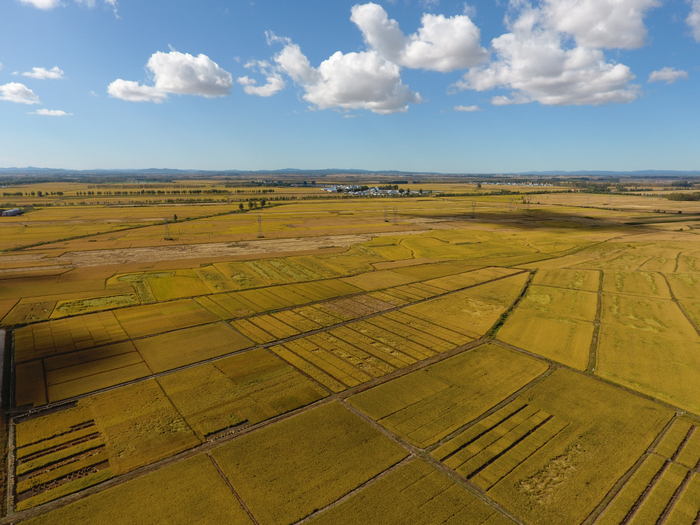 2023年9月，黑龙江省尚志市一处稻田。新华社发