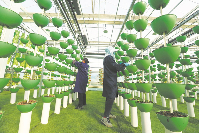 日前，蒙城县兴农绿港的工人在管理无土栽培的叶类蔬菜。本报通讯员 胡卫国 摄