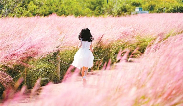 ④身着白衣的女孩在粉色花海里奔跑。 