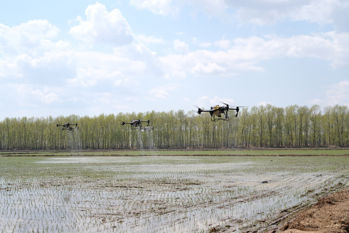　　2023年5月，北大荒集团军川农场有限公司正使用植保无人机对刚刚插秧的地块喷施液态返青肥。新华社记者黄腾 摄
