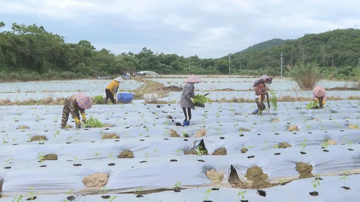 图源：阳西县融媒体中心