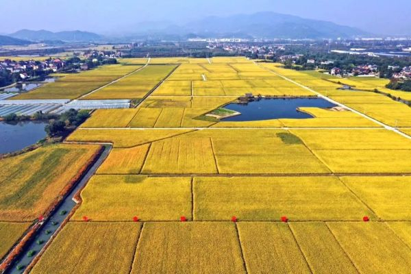 永安村“禹上稻香” 余杭区委组织部供图