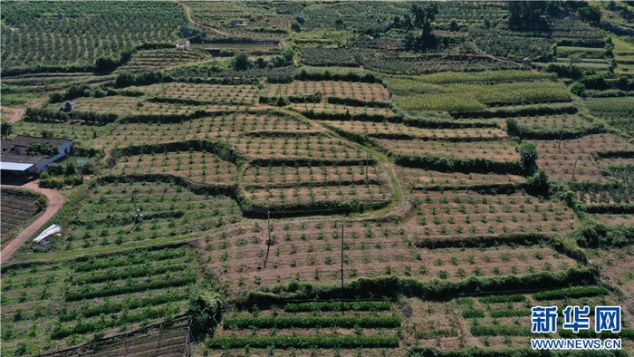 位于永胜期纳镇的柠檬示范种植基地（9月24日摄）。新华网发（丽江市融媒体中心 供图）