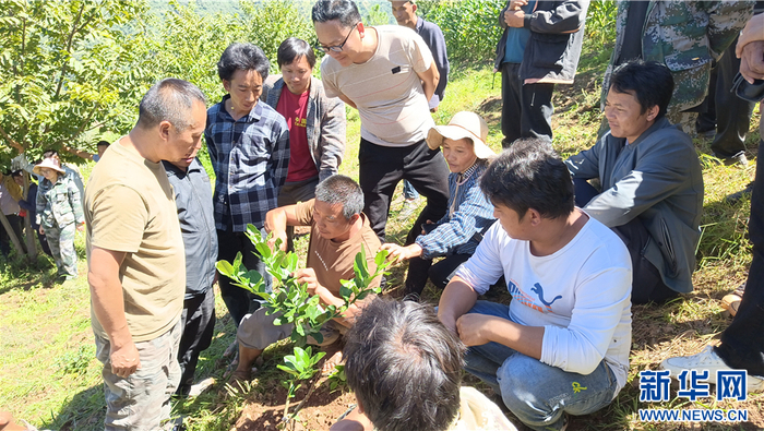 “田秀才”“土专家”深入田间地头开展柠檬种植管理技术培训（资料图）。新华网发（永胜县委组织部 供图）