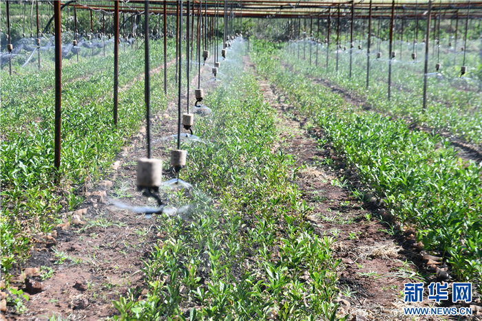 永胜县期纳镇的柠檬苗圃基地正在洒水（9月24日摄）。新华网发（丽江市融媒体中心 供图）