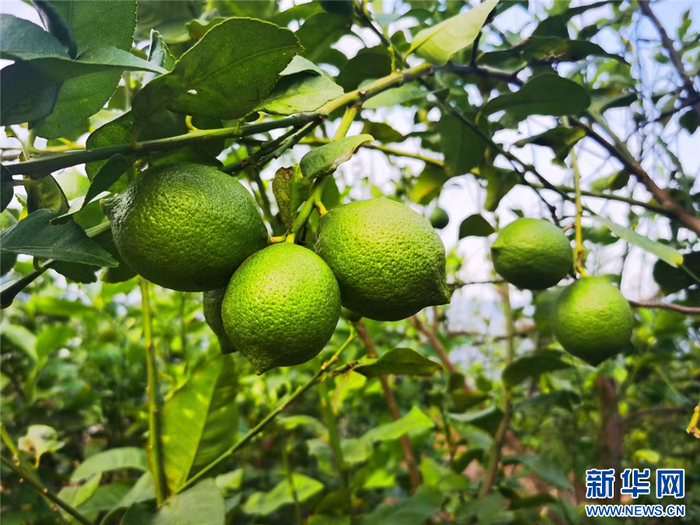 柠檬种植基地的香水柠檬（资料图）。新华网发（永胜县委组织部 供图）