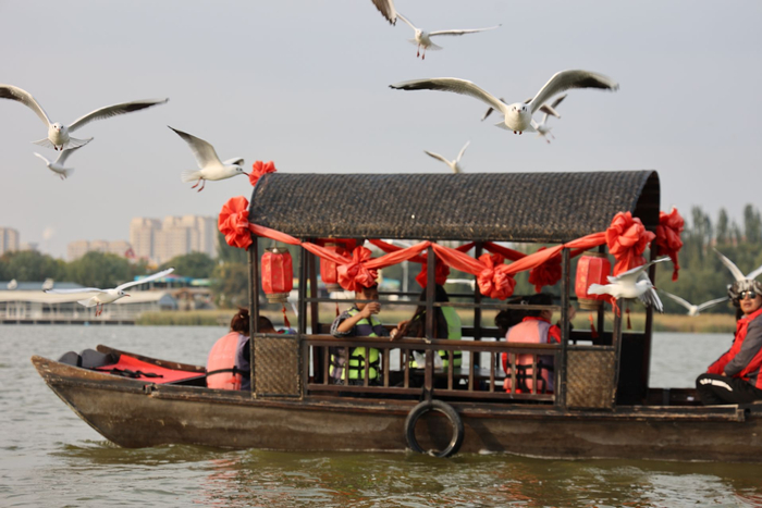 红嘴海鸥围着游船飞舞