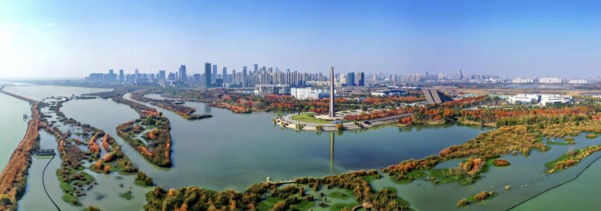   生机盎然的巢湖湿地。（包河区委宣传部供图）
