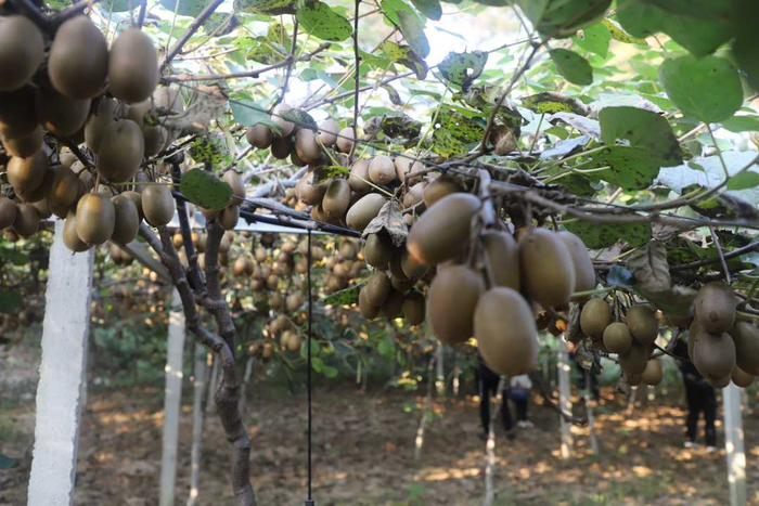 一串串猕猴桃挂满枝头。洪兰摄