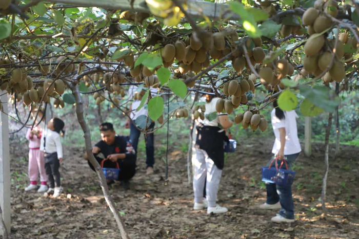 前来采摘的游客络绎不绝。洪兰　摄