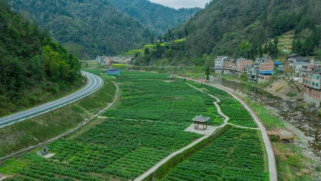 石铁乡的茶园（张平 摄）