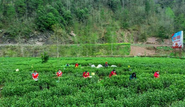 茶农们正在采茶（张平 摄）