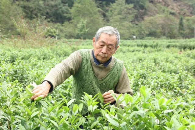 茶农正在采茶（张平 摄）