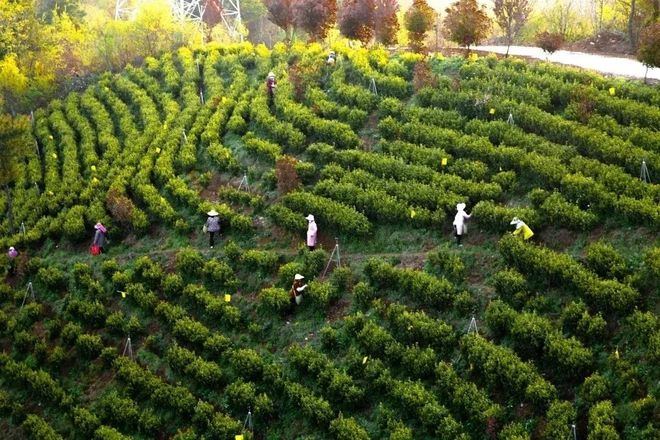 正在茶园务工的村民。周国林摄