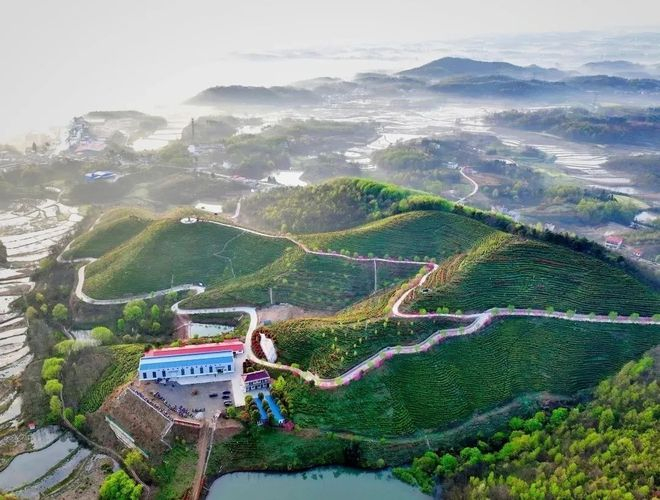 山青水碧茶香远。崔友俊摄