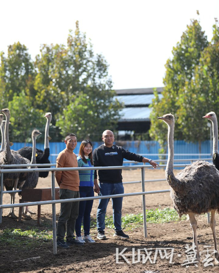 石家庄市藁城区九门村鸵鸟养殖孵化基地负责人底贺磊（右一）带领客户了解鸵鸟养殖情况。长城网·冀云客户端记者 白亚军 摄