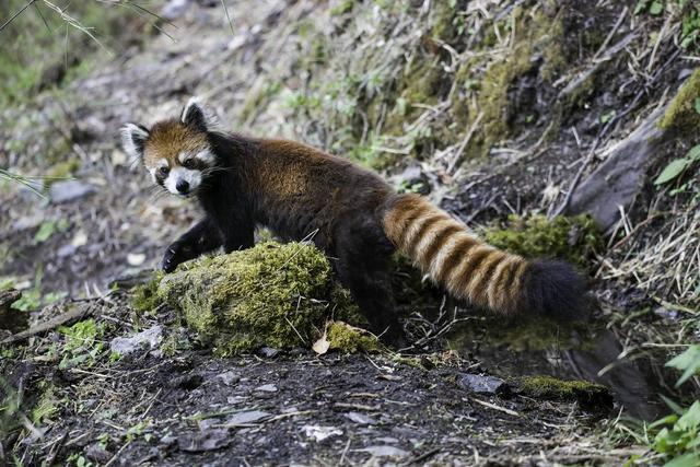 木里的野生小熊猫 中央次尔摄