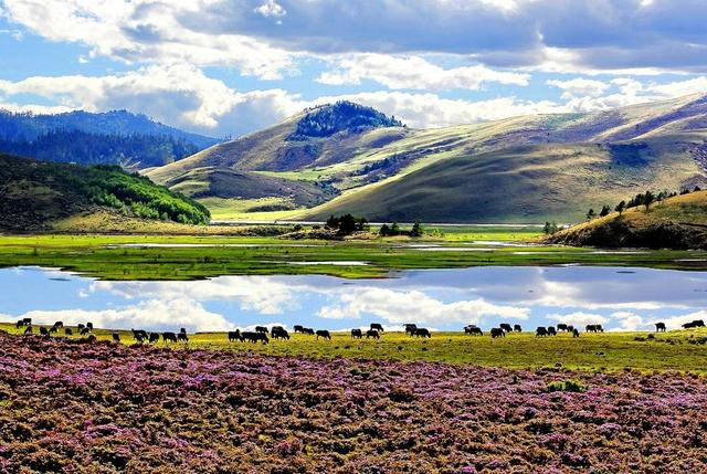 木里境内雪山、湖泊、森林、草原等多种景观交融。邹森摄