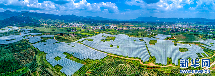 航拍昭通苹果种植基地（资料图）。新华网发（昭通市昭阳区融媒体中心供图）