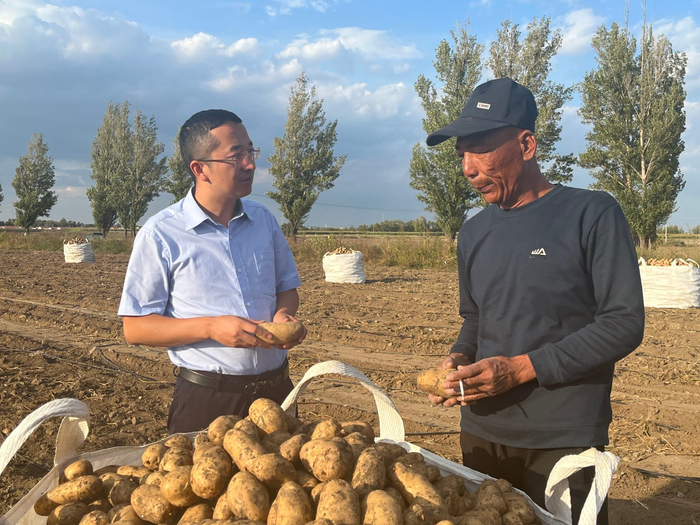 邮储银行乌兰察布市分行工作人员（左）在田间跟踪马铃薯种植大户收获情况。王璐/摄