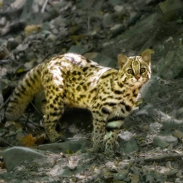 木里县森林中的豹猫 中央次尔摄