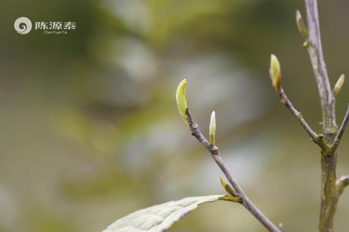 陈源泰:让世界喝一杯有机白茶_新浪新闻
