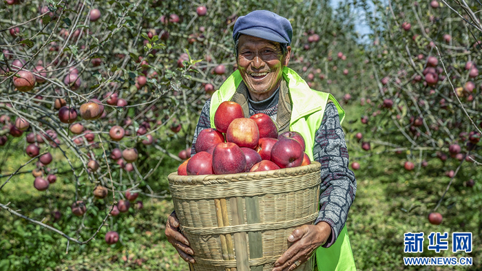 果农采摘苹果（资料图）。新华网发（昭通市昭阳区融媒体中心供图）