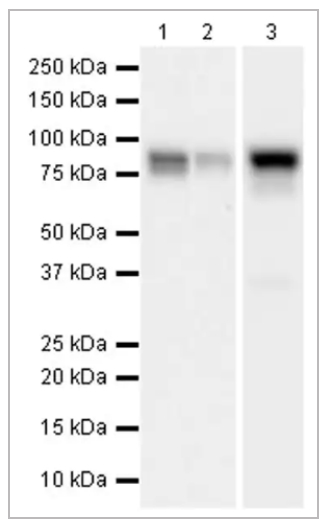 图3 STAT1在不同细胞的表达情况：1. HeLa细胞；2. HEK-293T；3. MCF7。上样量20ug/孔