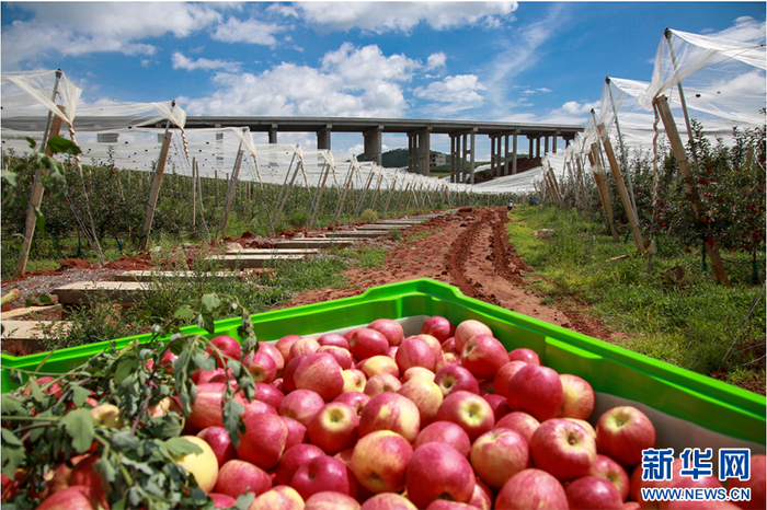 昭通苹果（资料图）。新华网发（昭通市昭阳区融媒体中心供图）