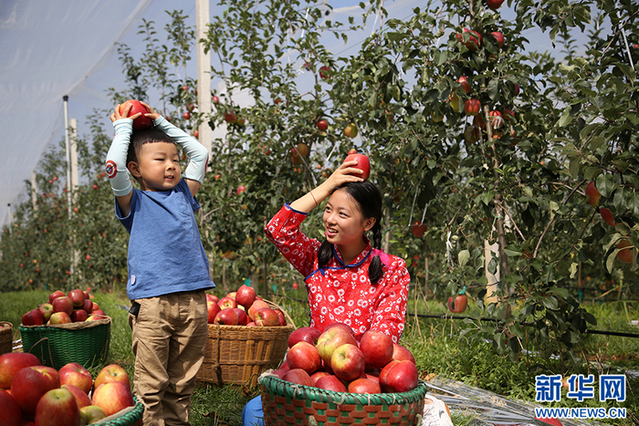 苹果收获季（资料图）。新华网发（昭通市昭阳区融媒体中心供图）
