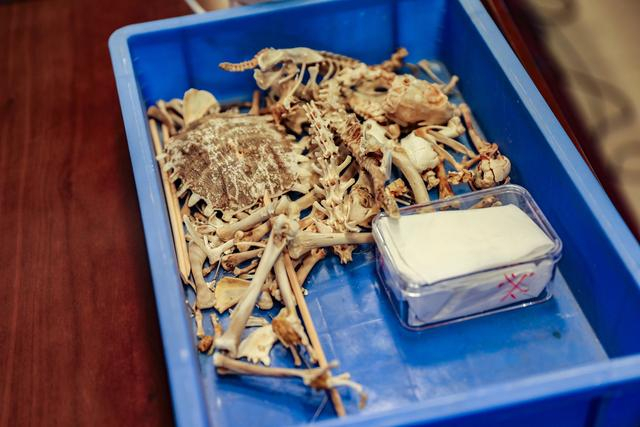 卢静带来了不同动物的骨骼标本，让学生们近距离观看。 新京报记者 王远征 摄