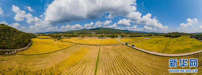 航拍位于青秀区长塘镇天堂村的中国—东盟稻作文化园。谢嘉威 摄