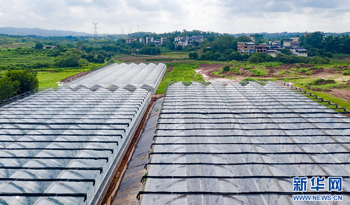 刘圩寿光大棚蔬菜基地。潘浩 摄