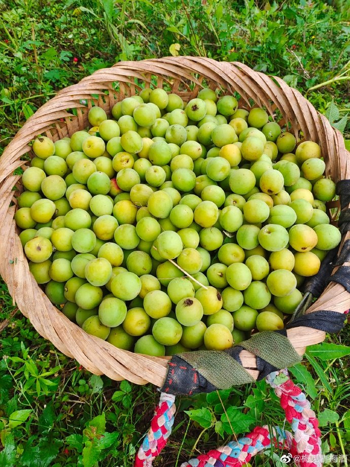 梅见青梅酒在官微发布的梅子采摘图。 图片来源：梅见青梅酒官方微博