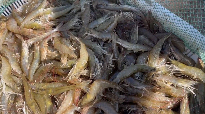 南美白对虾受到广大消费者的喜爱