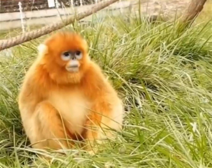 金丝猴“圆点”（图片来源：大众日报）