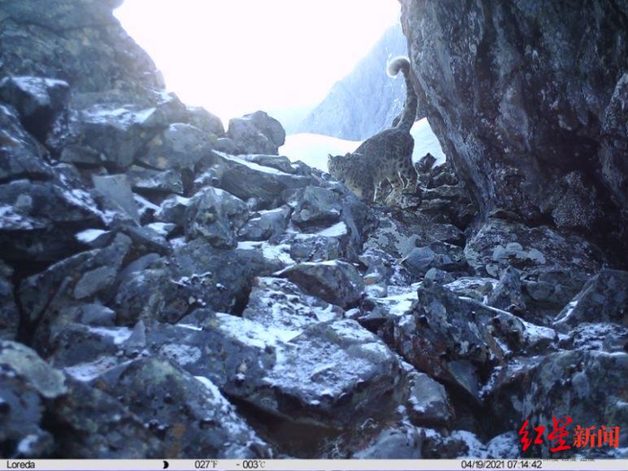 ▲持续监测中拍摄到的雪豹