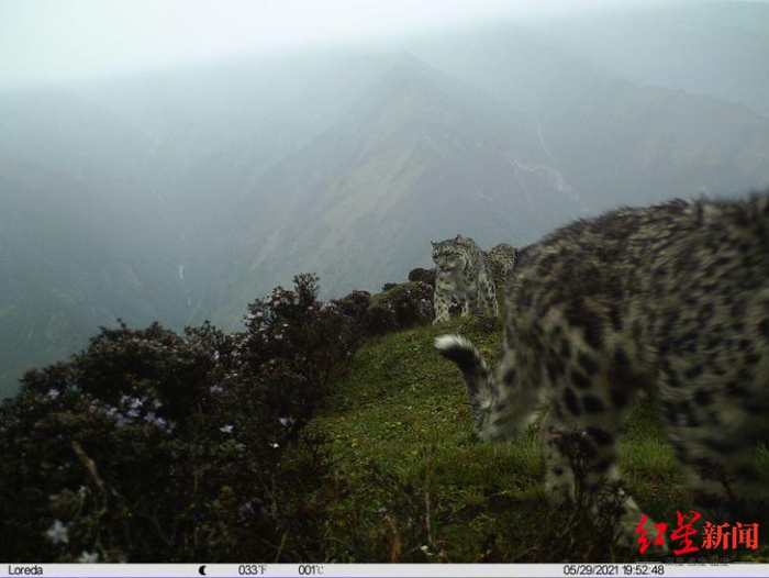 ▲持续监测中拍摄到的雪豹