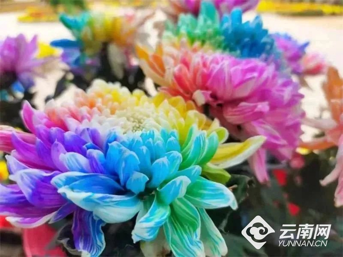 武定狮子山七彩菊