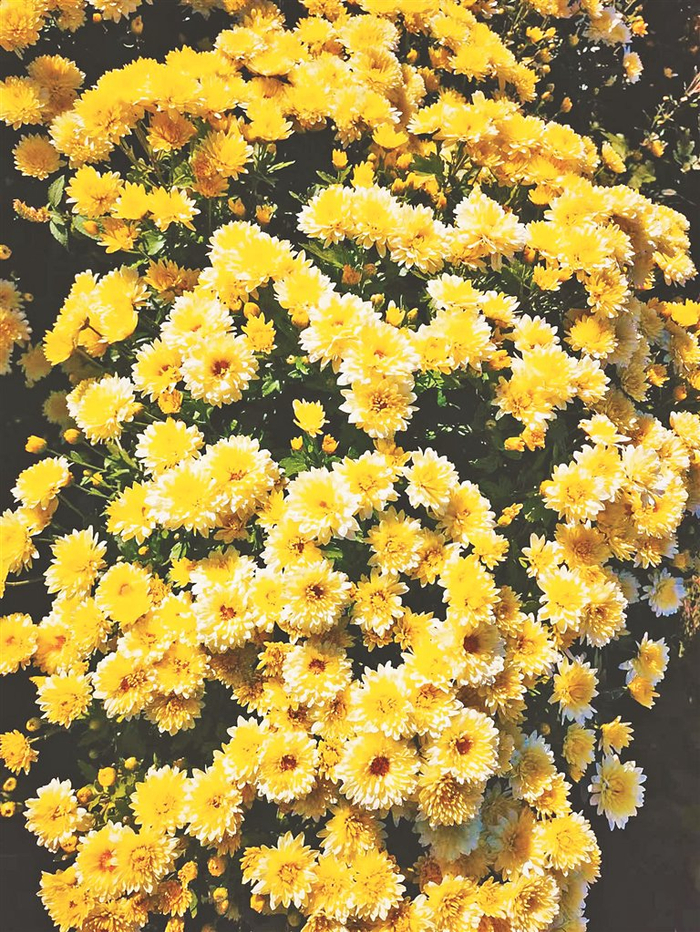     北京菊。本报记者 韩波摄