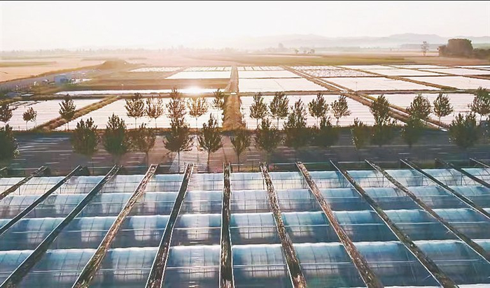     水蛭养殖现场。本报记者 王志强摄