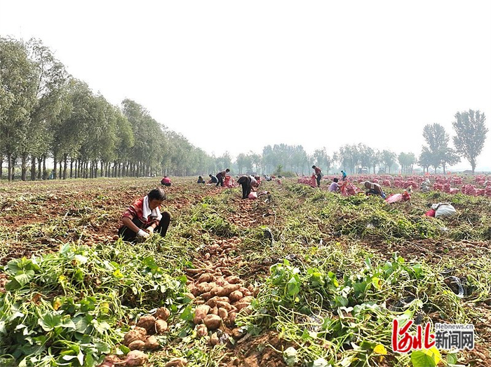 10月15日，柏乡县慧谷春禾农业科技有限公司种植基地，人们忙着采收蜜薯。河北日报记者 邢 云摄