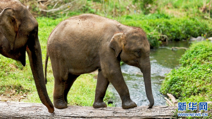 小象“景景”勇敢过独木桥，“然然”在一旁守护（2022年11月25日摄）。新华网 刘云 摄