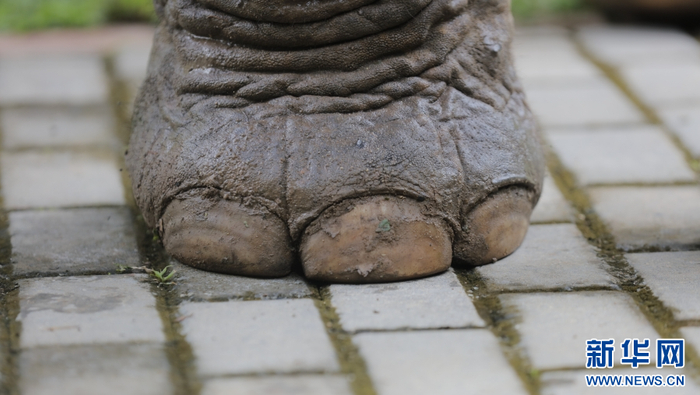 【大象密码第二十期】你看大象的"jiojio" 就像一个……_新浪新闻