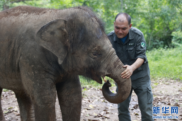 “象爸爸”陈继铭与小象“龙龙”亲密互动（9月16日摄）。新华网 刘云 摄