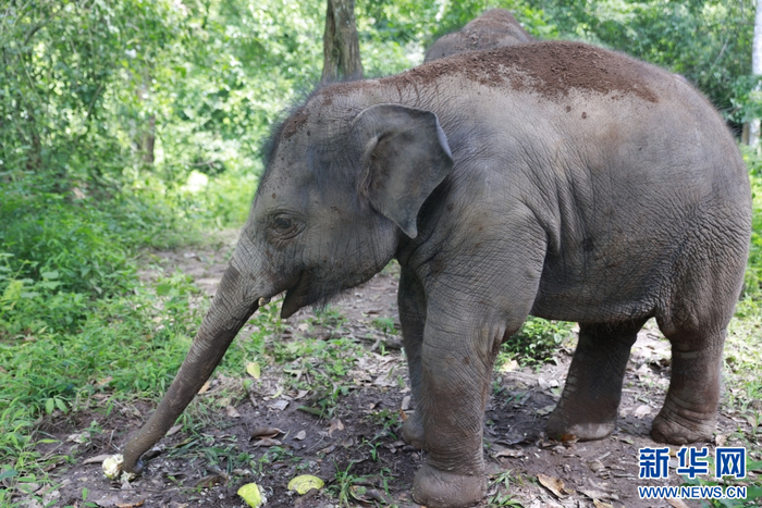 小象“龙龙”用脚踩碎柚子之后用鼻子取食（9月16日摄）。新华网 刘云 摄