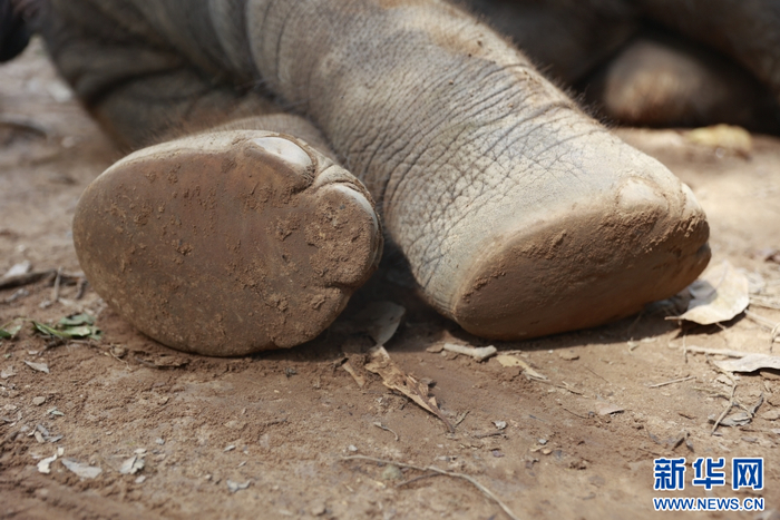 近距离拍摄小象“龙龙”的足底（9月15日摄）。新华网 刘云 摄
