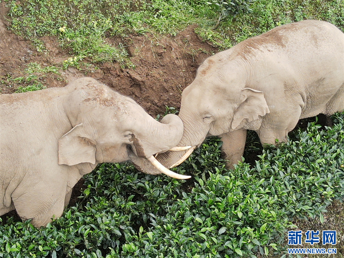 两头亚洲象在茶地里嬉戏(10月9日摄).新华网发(王思崎 摄)