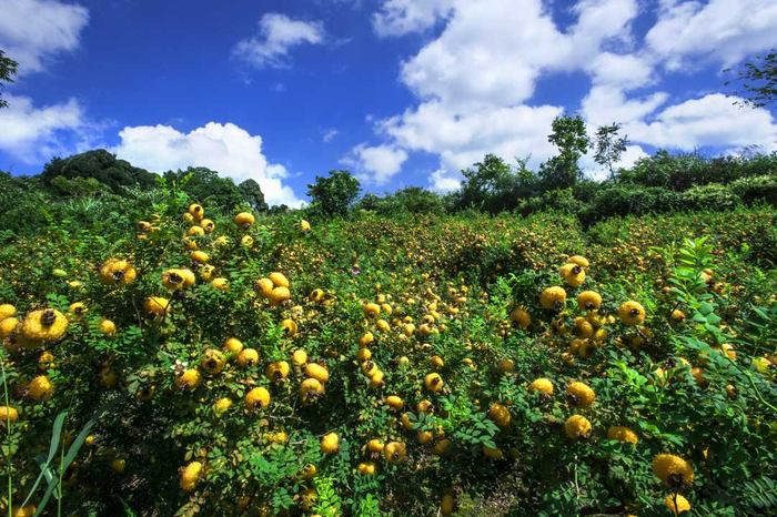 刺梨果实。（资料图片）